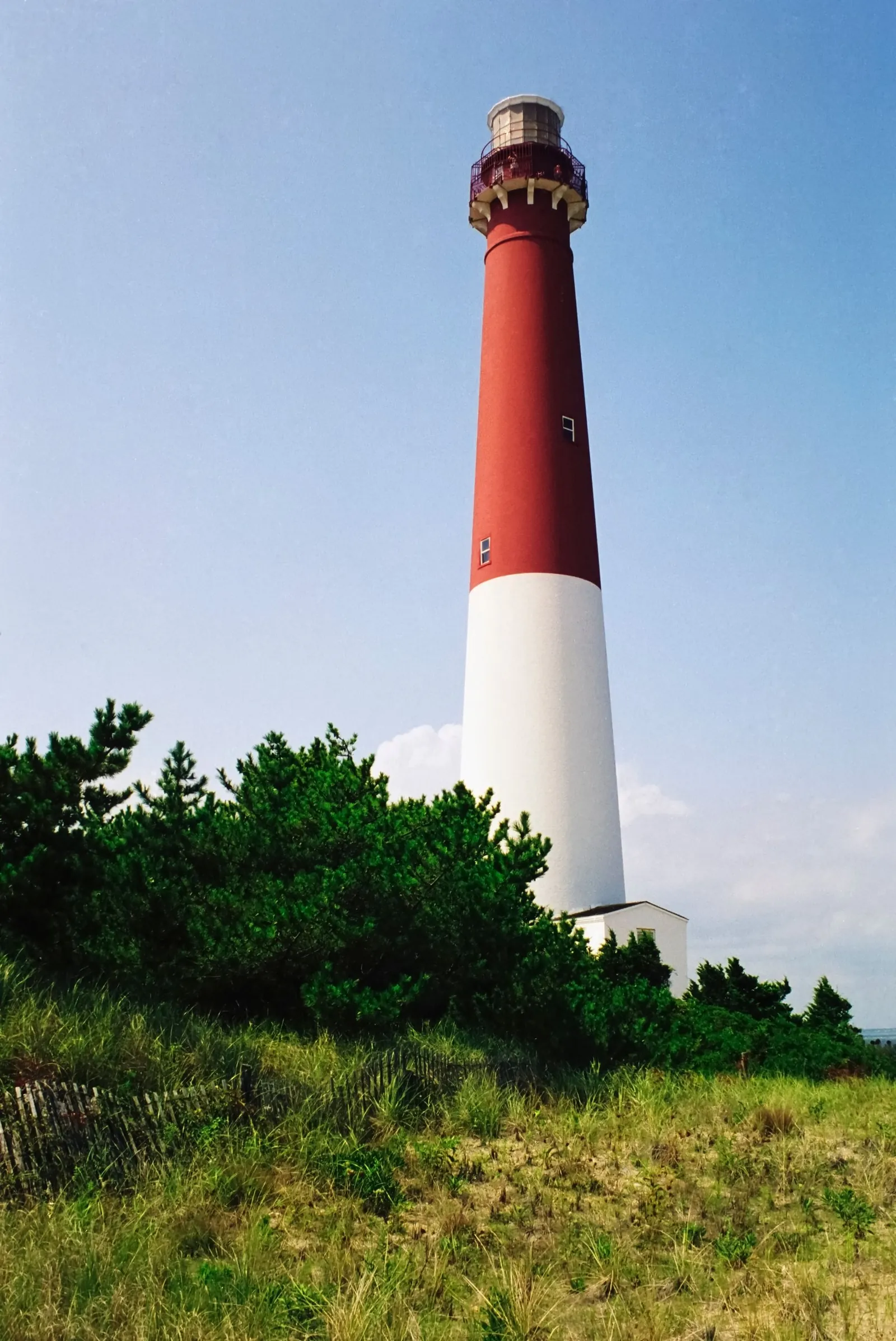 Red and white Barnegat Lighthouse rising above pine trees and dune grass